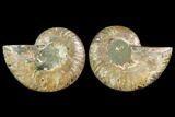 Sliced Ammonite Fossil - Agatized #116788-1